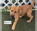 Sammy - Female Beagle-Unknown Mix Dog for Adoption - Small photo