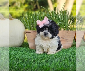 ShihPoo Puppy for sale in INDIANAPOLIS, IN, USA
