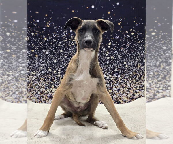 Medium Photo #9 Collie-German Shepherd Dog Mix Puppy For Sale in Lakewood, CO, USA