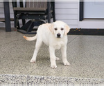 Small #2 Labrador Retriever