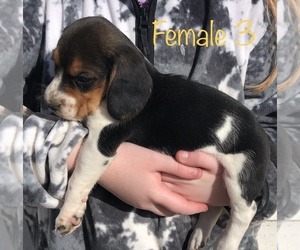 Beagle Dogs for adoption in CLINTON, MO, USA