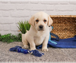 Small #5 Labrador Retriever