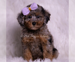 Puppy Ambella AKC Poodle (Toy)