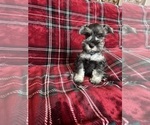 Small Photo #8 Schnauzer (Miniature) Puppy For Sale in ROY, WA, USA