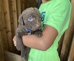 Small #3 Chesapeake Bay Retriever