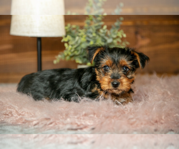 Medium Photo #3 Yorkshire Terrier Puppy For Sale in WAKARUSA, IN, USA