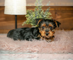 Small #2 Yorkshire Terrier