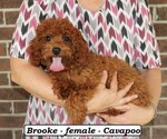 Small #4 Cavapoo