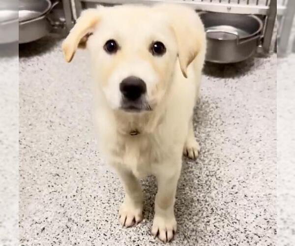 Medium Photo #2 Great Pyrenees Puppy For Sale in Houston, TX, USA