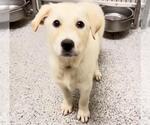Small #1 Great Pyrenees