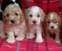 Small Photo #1 Cavalier King Charles Spaniel-Poodle (Toy) Mix Puppy For Sale in CONOWINGO, MD, USA