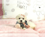 Small Photo #8 Maltese Puppy For Sale in MIAMI, FL, USA