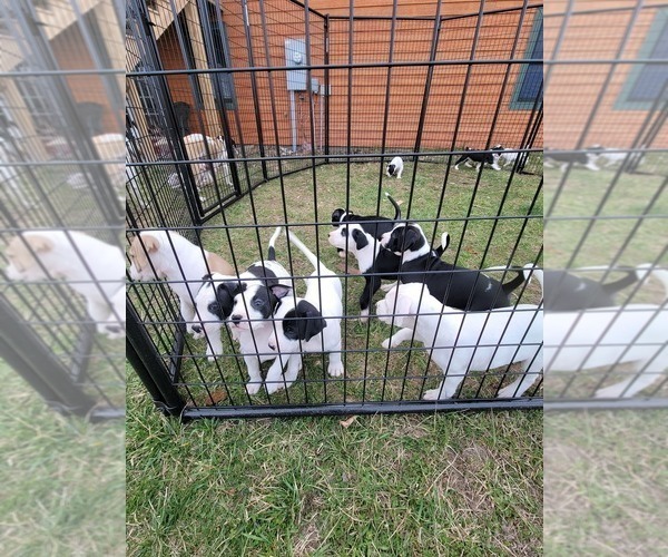 Medium Photo #1 American Bulldog Puppy For Sale in MARYVILLE, MO, USA