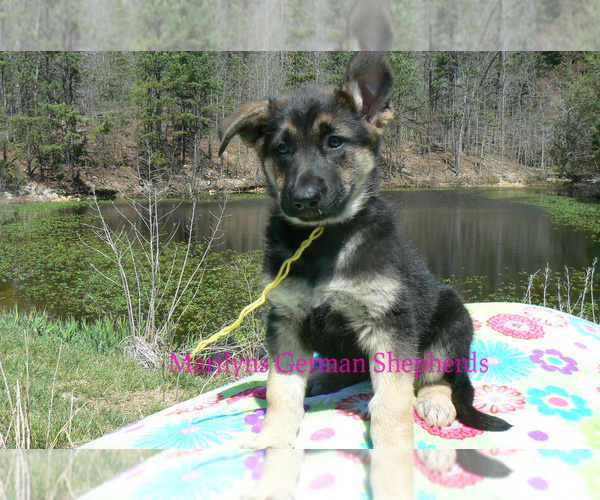 Medium Photo #3 German Shepherd Dog Puppy For Sale in PIEDMONT, MO, USA