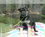 Small #2 German Shepherd Dog