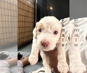 Australian Labradoodle Puppy for sale in MIDDLEBORO, MA, USA