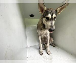 Huskies -Unknown Mix Dogs for adoption in Houston, TX, USA