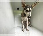 Small Huskies  Mix