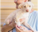 Small #1 Chihuahua Mix