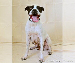 GLORIA - Female American Pit Bull Terrier-Unknown Mix Dog for Adoption - Photo #2