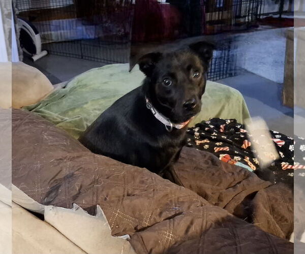 Medium Photo #1 Mutt Puppy For Sale in Coldwater, MI, USA