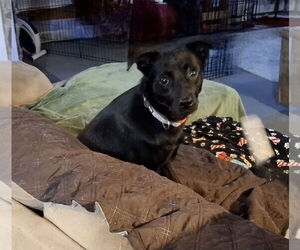 Mutt Dogs for adoption in Coldwater, MI, USA
