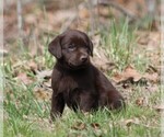 Puppy 1 Labrador Retriever