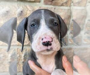 Great Dane Puppy for sale in SELLERSBURG, IN, USA