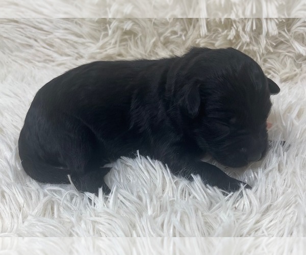 Medium Photo #17 Goldendoodle Puppy For Sale in PIERSON, FL, USA