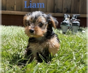 Yorkshire Terrier Puppy for sale in SAN JOSE, CA, USA