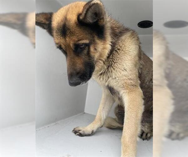 Medium Photo #1 German Shepherd Dog Puppy For Sale in Houston, TX, USA