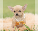 Puppy Squeak Chihuahua