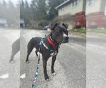 Small Photo #2 Staffordshire Bull Terrier Puppy For Sale in Bellevue, WA, USA