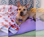 Small #14 American Pit Bull Terrier Mix