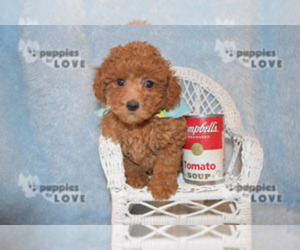 Poodle (Toy) Puppy for sale in SANGER, TX, USA