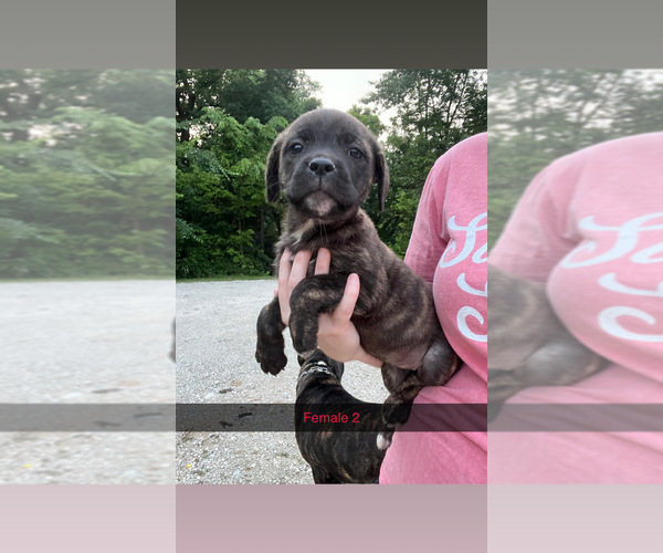 Medium Photo #3 Cane Corso Puppy For Sale in JAMESTOWN, MO, USA
