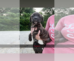 Small #2 Cane Corso
