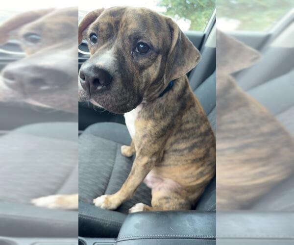 Medium Photo #1 American Staffordshire Terrier Puppy For Sale in San Antonio, TX, USA