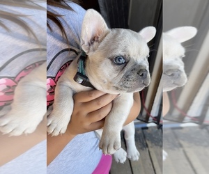 French Bulldog Puppy for sale in MAYER, AZ, USA