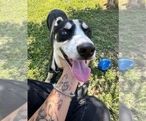 Molly - Female Siberian Husky-Unknown Mix Dog for Adoption - Photo #6