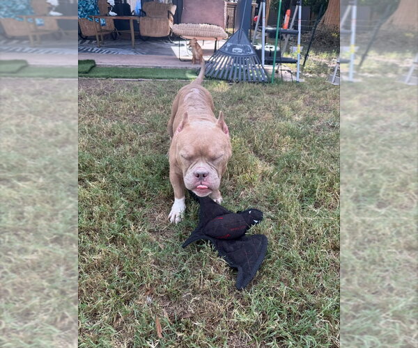 Medium Photo #3 Bulldog-Unknown Mix Puppy For Sale in Lakewood, CO, USA