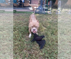 Creme Brulee - Female Bulldog-Unknown Mix Dog for Adoption - Photo #3