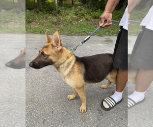 German Shepherd Dog Puppy for sale in E STRODSBURG, PA, USA