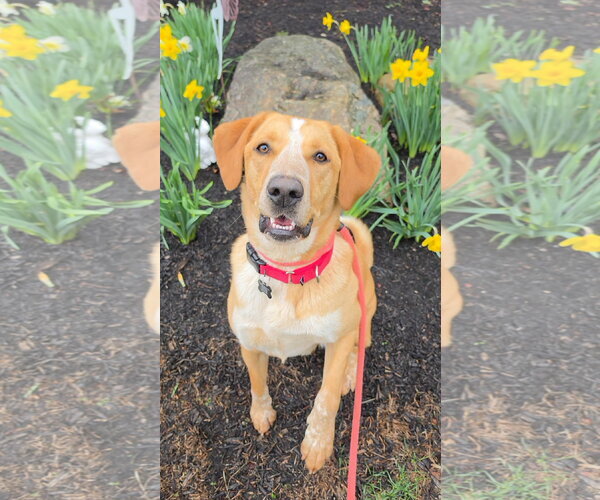 Medium Photo #1 Labrador Retriever-Unknown Mix Puppy For Sale in Rockaway, NJ, USA