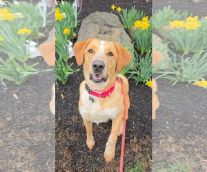 Labrador Retriever-Unknown Mix Dogs for adoption in Rockaway, NJ, USA