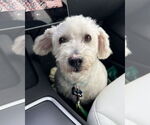 Small #2 Maltipoo
