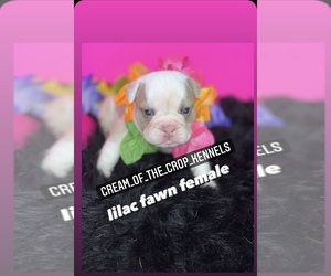 Bulldog Puppy for sale in VALLEJO, CA, USA