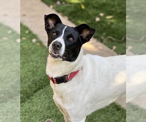 Border Collie-Rat Terrier Mix Dogs for adoption in Dana Point, CA, USA