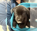 Small Mutt