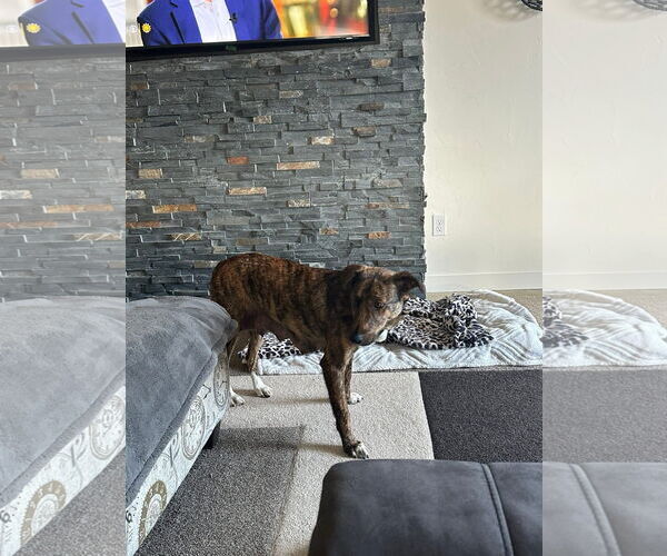 Medium Photo #2 Mountain Cur-Unknown Mix Puppy For Sale in New London, WI, USA